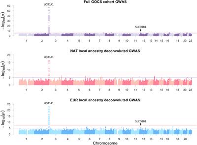 Genetic determinants of serum bilirubin using inferred native American gene variants in Chilean adolescents